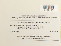 Helodium blandowii image