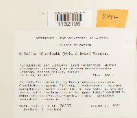 Helodium blandowii image