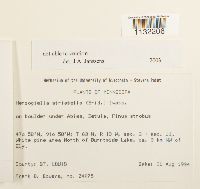 Herzogiella striatella image