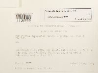 Herzogiella turfacea image