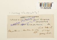 Herzogiella striatella image