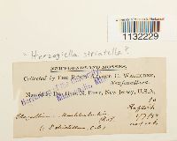 Herzogiella striatella image