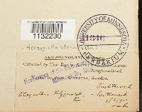 Herzogiella striatella image