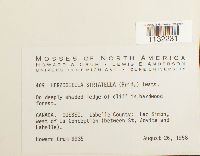 Herzogiella striatella image