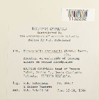 Herzogiella striatella image