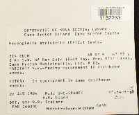 Herzogiella striatella image