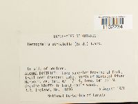 Herzogiella striatella image