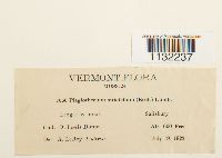 Herzogiella striatella image