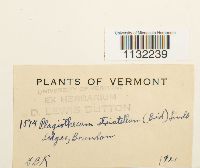 Herzogiella striatella image