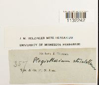 Herzogiella striatella image