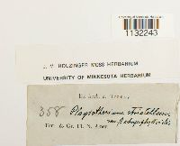 Herzogiella striatella image