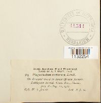 Herzogiella turfacea image