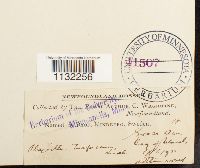 Herzogiella turfacea image