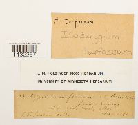 Herzogiella turfacea image