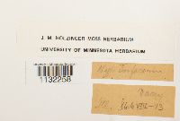 Herzogiella turfacea image