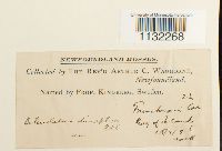 Heterocladium dimorphum image