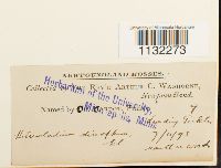 Heterocladium dimorphum image