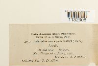 Heterocladium dimorphum image