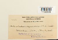 Heterocladium dimorphum image