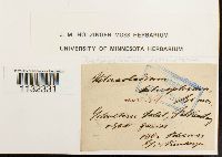 Heterocladium heteropterum image