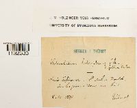 Heterocladium heteropterum image