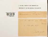 Heterocladium heteropterum image