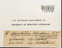 Heterocladium heteropterum image