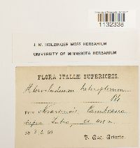 Heterocladium heteropterum image