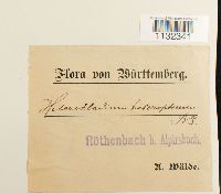 Heterocladium heteropterum image