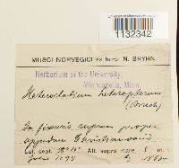 Heterocladium heteropterum image