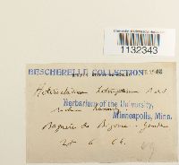 Heterocladium heteropterum image