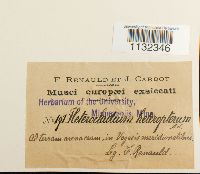 Heterocladium heteropterum image