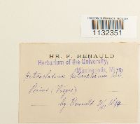 Heterocladium heteropterum image