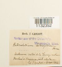 Heterocladium heteropterum image