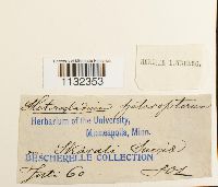 Heterocladium heteropterum image