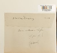 Heterocladium heteropterum image