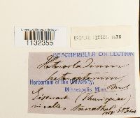 Heterocladium heteropterum image