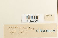 Heterocladium heteropterum image