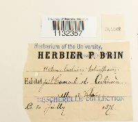 Heterocladium heteropterum image