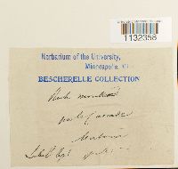 Heterocladium heteropterum image