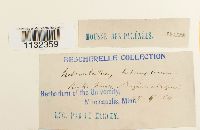 Heterocladium heteropterum image