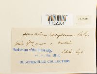 Heterocladium heteropterum image