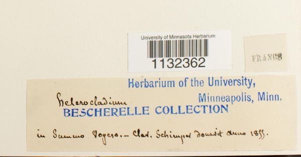 Heterocladium heteropterum image