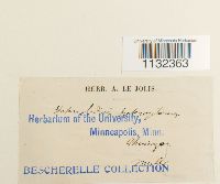 Heterocladium heteropterum image