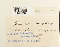 Heterocladium heteropterum image