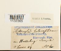 Heterocladium heteropterum image