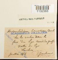 Heterocladium heteropterum image