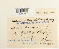 Heterocladium heteropterum image