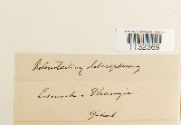 Heterocladium heteropterum image