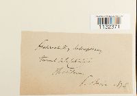 Heterocladium heteropterum image